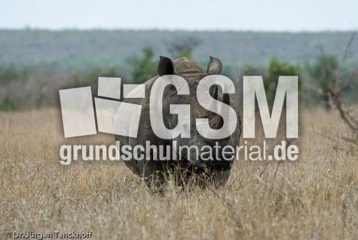 Breitmaulnashorn (9 von 28).jpg